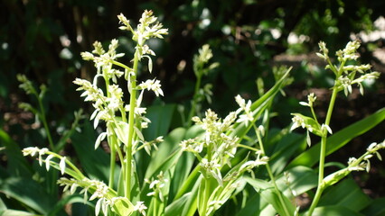 Veratrum virginicum or Virginia Bunchflower in white, Melanthium is a genus of herbaceous perennial plants native to North America