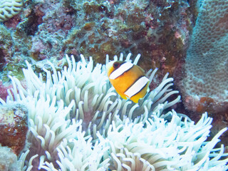Clark's anemonefish in whitened sea anemone