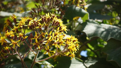 Roldana petasitis yellow flowers is A large sprawling evergreen shrub also known as the velvet groundsel or Californian geranium, is a species of the genus Roldana and family Asteraceae.