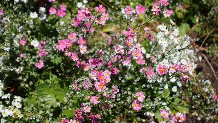 Japanese anemone pink flowers or Anemone hupehensis flowering plants, stately perennial that produces glossy foliage and big, saucer shaped flowers.