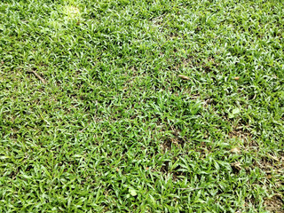 Lush Green Grass Carpet