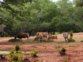 Naklejka premium Banteng Herd Feeding in EnclosureBanteng Herd Feeding in Enclosure.