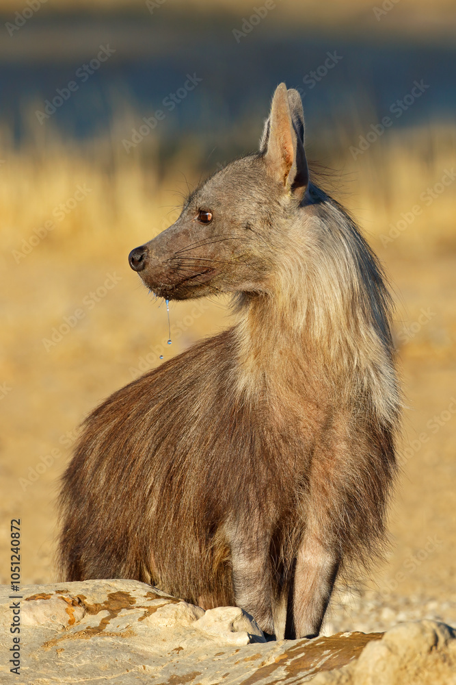 Wall mural an alert brown hyena (hyaena brunnea), kalahari desert, south africa.
