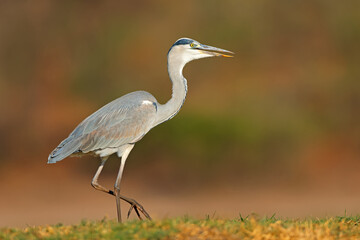A grey heron (Ardea cinerea) in natural habitat, Chobe National Park, Botswana.