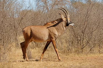 Fototapeten Antilope A rare roan antelope (Hippotragus equinus) in natural habitat, South Africa.  © EcoView