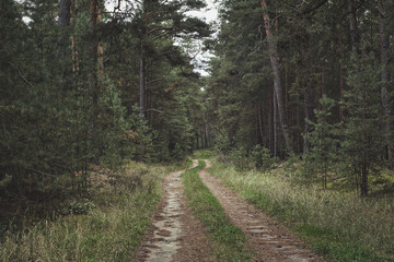 Wald - Sonnenstrahlen - Beautiful - Rays - Sunlight - Forest - Green - Silent - Summer - Morning - Landscape - Scenic - Woodland - Nature - Concept - Ecology - Environment - Autumn - Moody	