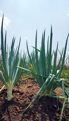 Obraz premium onion in the field