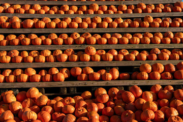 Fresh pumpkins harvested from organic farms, perfect for autumn and Halloween decoration, showcasing healthy, ripe vegetables from local fields, ideal for seasonal produce and farm-to-table enthusiast
