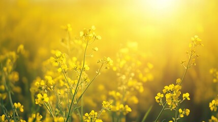 Golden yellow canola field in bloom under bright sunlight, showcasing sustainable agriculture and eco-friendly farming practices with lush green grass and vibrant flowers in a natural meadow landscape