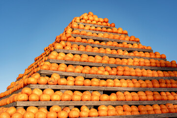 A Majestic Pyramid of Pumpkins at a Farm Harvest Festival, Highlighting the Seasonal Beauty of Autumn with Fresh, Edible, and Healthy Pumpkins Ideal for Halloween and Thanksgiving