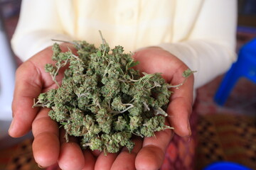 Green cannabis plant, with its distinctive leaf and flower, is celebrated in nature for its medical...