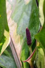 Anthurium Renaissance Flower and Spadix