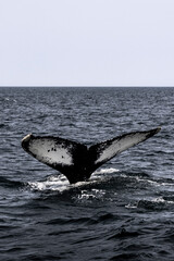 Fototapeta premium Up close whale tail sticking out of water