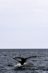 Fototapeta premium Whale tail sticking out of water
