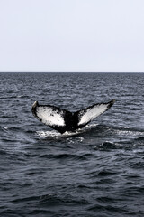 Bottom of whale's tail protruding from water