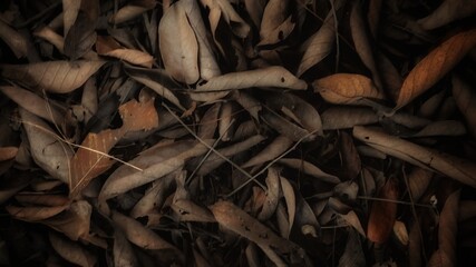 Tree branches reaching upward with a backdrop of leaves and a nearby pile of fallen leaves