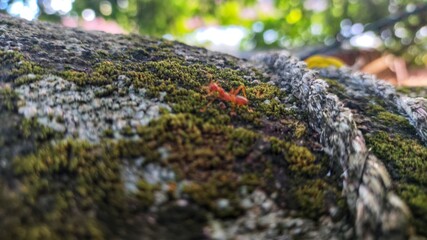 A close up of an old tree bark texture with green moss with red ant on the middle