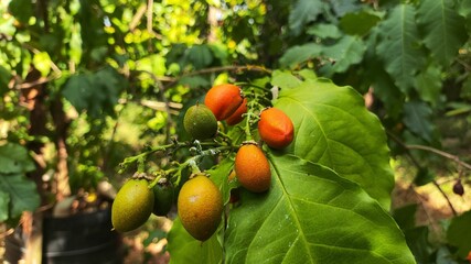 Apricot trees adorned with ripe, fresh apricots, signaling the peak of harvest season