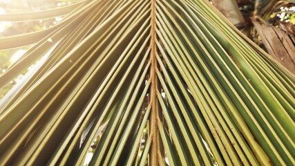 Close-up view of a green palm leaf with sunlight filtering through, highlighting its linear patterns and tropical setting.