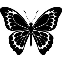 butterfly illustration