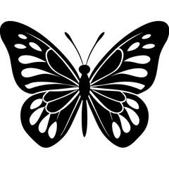 butterfly illustration