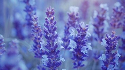 Obraz premium Periwinkle: A gentle mix of blue and lavender, periwinkle exudes cheerfulness and calm, commonly used in children’s decor and seasonal palettes. 