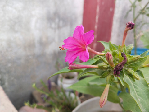 Mirabilis jalapa, the marvel of Peru or four o'clock flower, Jalapa (or Xalapa), purple to bloom, evening pleasure flowers. sandhya malati medical uses plant purpose