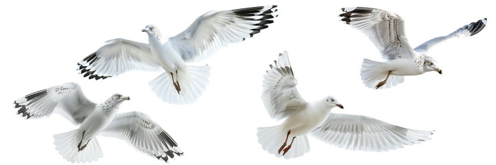 Fototapeta premium Seagulls soaring in unison, wings spread wide against a bright sky, a display of grace and freedom in flight Isolated on white background or PNG