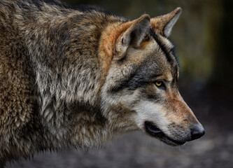 Fototapeta premium A close up of a Grey Wolf (Gray Wolf) 