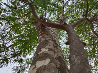 photo up to the tree top shot from below. low angle view of tree