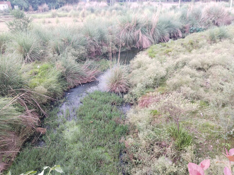 drying Kush, Kusha grass, Halfa grass, big cordgrass, and salt reed-grass texture, Feather Grass or Needle Grass, Nassella tenuissima
