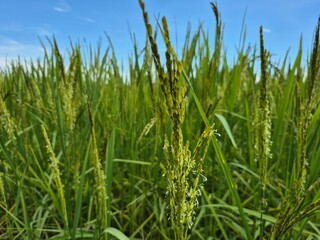 green wheat field