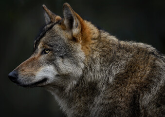  A close up of a Grey Wolf (Gray Wolf) 