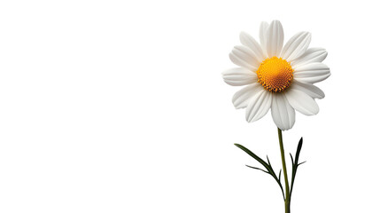Fototapeta premium A beautiful daisy flower with white petals and a vibrant yellow center, elegantly arranged on a green stem against a white isolated background.