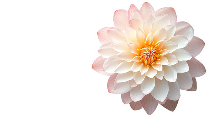 Fototapeta premium A beautiful, delicate flower with soft pink petals and a vibrant yellow center, isolated on a white background, highlighting its intricate details and natural elegance.