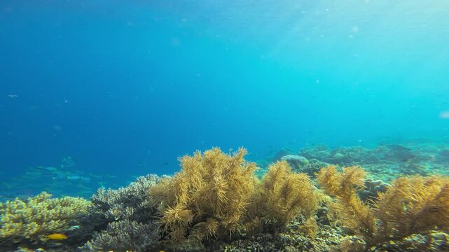 The soft corals wave gently in the sea current, creating a beautiful underwater landscape rich with diverse marine species, shot in Raja Ampat, Indonesia.