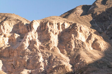 cactus candelabro en el desierto