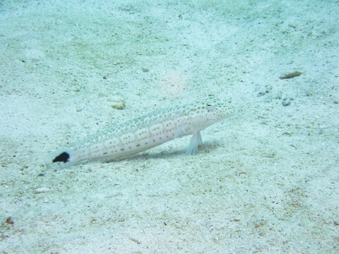 Speckled sandperch