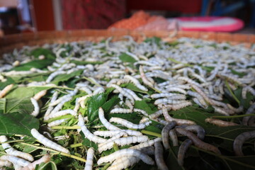 In the background of nature, the silkworm larvae spun their cocoons, producing the fine silk...