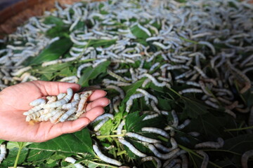 In the background of nature, the silkworm larvae spun their cocoons, producing the fine silk...