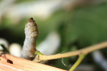 In the background of nature, the silkworm larvae spun their cocoons, producing the fine silk threads that would be woven into luxurious textiles and fabric fibers.