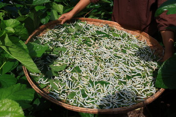In the background of nature, the silkworm larvae spun their cocoons, producing the fine silk...