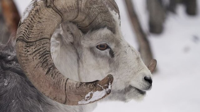 Close-up Thinhorn Sheep Resting In Snow At Yukon Territory, Canada.