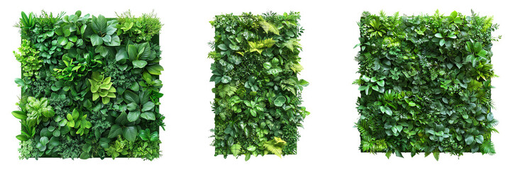 Fototapeta premium Lush green plant wall panels for interior decor