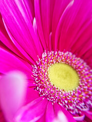 Close up macro view of Gerbera cultivated flowering plant blooming with bright pink purple petals and yellow pollen center arranged in a bouquet as a greeting gift for celebration of romantic holiday