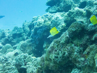 Longnose butterflyfish
