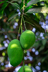 Green mangoes hanging from a tree
