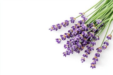 Fototapeta premium Fresh lavender sprig with small purple flowers, isolated to showcase its delicate structure and calming scent