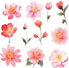 pink and white flowers