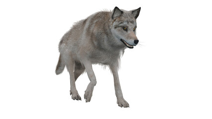 Obraz premium Wolf Walk Pose 3D Render
